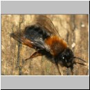 Andrena clarkella - Sandbiene w01 13mm.jpg